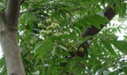 无患子树,自然界的绿色瑰宝与生态价值探索